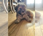 Puppy Brownie Mal-Shi