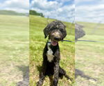 Small #8 Goldendoodle