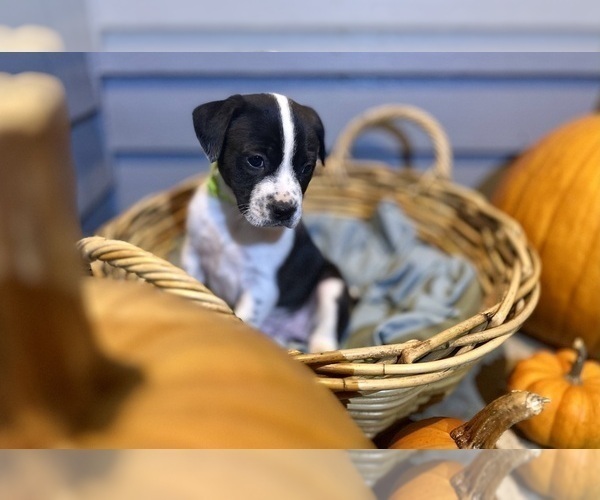 Medium Photo #2 Mutt Puppy For Sale in GRIFFIN, GA, USA
