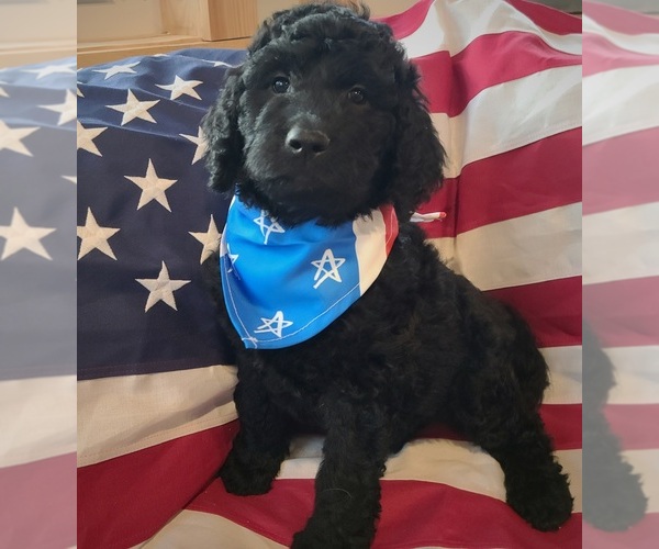 Medium Photo #10 Goldendoodle Puppy For Sale in WHITE CLOUD, MI, USA