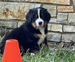 Small #10 Great Bernese
