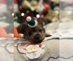 Puppy Puppy 5 Yorkshire Terrier