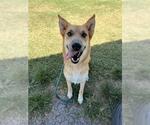 Small #1 German Shepherd Dog