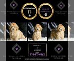 Small #1 Maltipoo