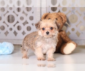 Yo-Chon-Yorkshire Terrier Mix Puppy for sale in MOUNT VERNON, OH, USA