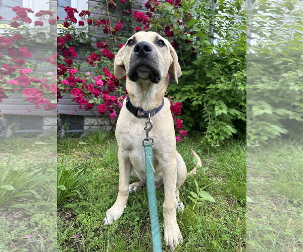 Medium Photo #6 Labrador Retriever-Unknown Mix Puppy For Sale in Germantown, OH, USA