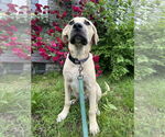 Small #5 Labrador Retriever Mix