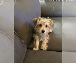 Morkie Puppy for sale in MEMPHIS, MI, USA