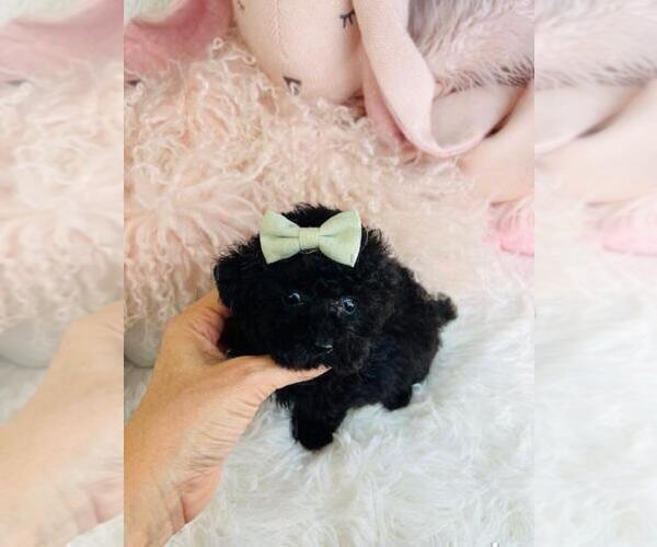 Medium Photo #6 Poodle (Toy) Puppy For Sale in PEMBROKE PINES, FL, USA