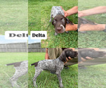 Puppy Delta German Shorthaired Pointer