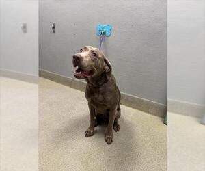 Labrador Retriever-Unknown Mix Dogs for adoption in Las Vegas, NV, USA