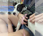 Small #3 Staffordshire Bull Terrier Mix