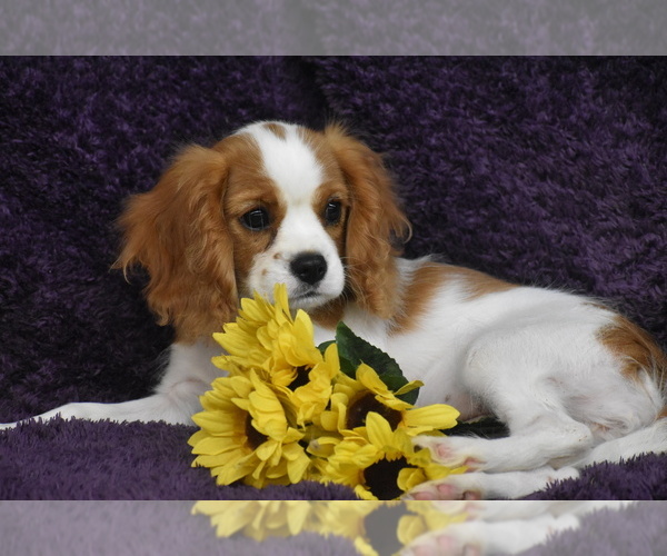 Medium Photo #5 Cavalier King Charles Spaniel Puppy For Sale in ELDORADO, OH, USA