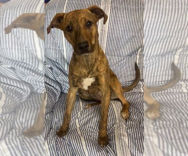 Medium Photo #4 Black Mouth Cur-Unknown Mix Puppy For Sale in Ridgefield, CT, USA