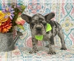 Small Photo #11 French Bulldog Puppy For Sale in RISING SUN, MD, USA