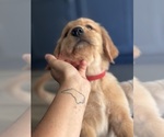 Small #2 Golden Retriever