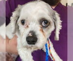 Small Shih Tzu-Spaniel Mix