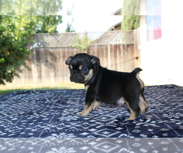 Medium Photo #10 French Bulldog Puppy For Sale in VALLEJO, CA, USA