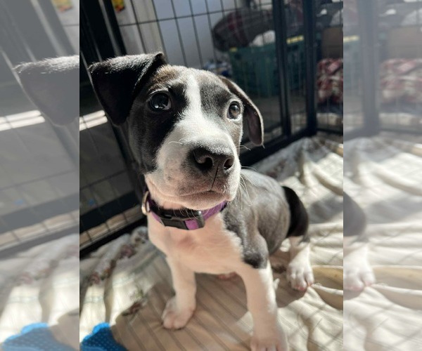 Medium Photo #1 Mutt Puppy For Sale in Germantown, OH, USA