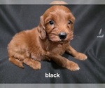 Image preview for Ad Listing. Nickname: Black Collar