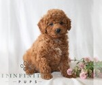 Small #3 Poodle (Miniature)