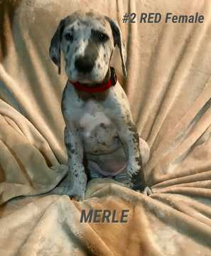 Medium Photo #1 Great Dane Puppy For Sale in PHILLIPSBURG, KS, USA