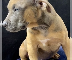 American Bully Puppy for sale in GRANDVIEW, TX, USA