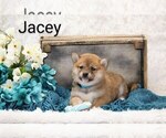 Puppy Jacey Shiba Inu