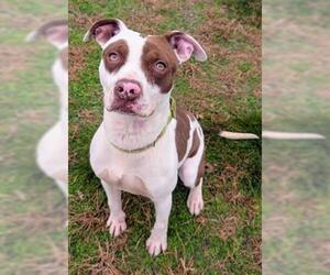 Mutt Dogs for adoption in Akron, OH, USA