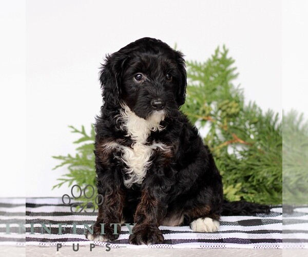 Medium Photo #4 Goldendoodle (Miniature) Puppy For Sale in LITITZ, PA, USA
