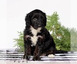 Small #3 Goldendoodle (Miniature)