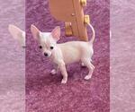Small #4 Chihuahua