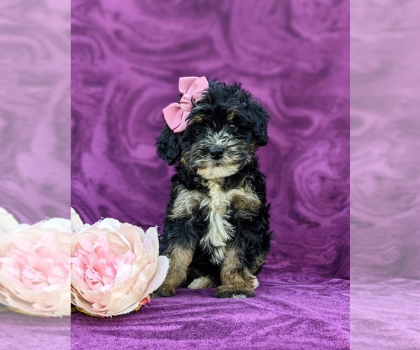 Medium Photo #3 Bernedoodle (Miniature) Puppy For Sale in OXFORD, PA, USA