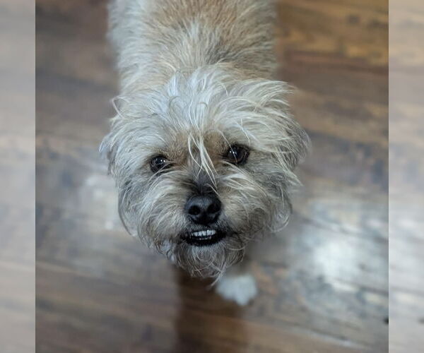 Medium Photo #3 Mutt Puppy For Sale in Fort Worth, TX, USA