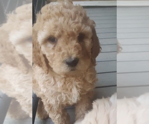 Goldendoodle (Miniature) Puppy for Sale in PELHAM, New Hampshire USA