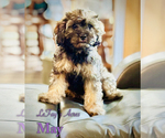 Puppy May Cavapoo
