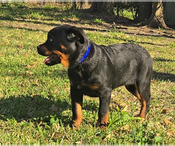 Medium Photo #1 Rottweiler Puppy For Sale in BEAUMONT, TX, USA