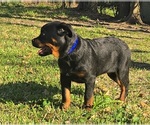 Small Rottweiler