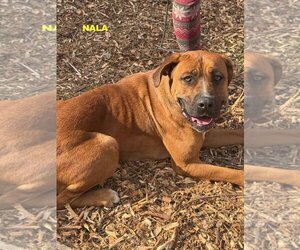 Rhodesian Ridgeback-Unknown Mix Dogs for adoption in Woodland Hills, CA, USA