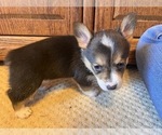 Small Photo #4 Pembroke Welsh Corgi Puppy For Sale in ROCKFORD, IL, USA