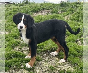 Bernese Mountain Dog Puppy for sale in DUNDEE, OH, USA