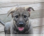Puppy Ace German Shepherd Dog
