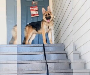 King Shepherd Dog for Adoption in NORCROSS, Georgia USA
