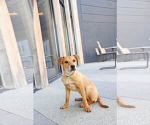 Catahoula Leopard Dog-Labrador Retriever Mix Dogs for adoption in Sandy, UT, USA