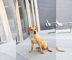 Small Catahoula Leopard Dog-Labrador Retriever Mix