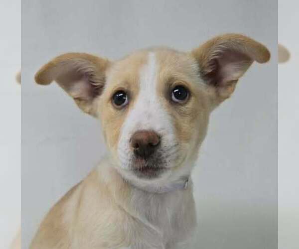 Medium Photo #2 Basenji-Labrador Retriever Mix Puppy For Sale in Brewster, NY, USA