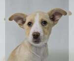 Small #1 Basenji-Labrador Retriever Mix