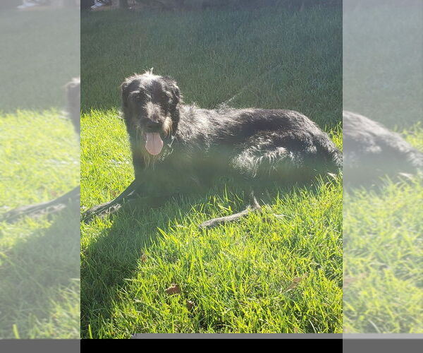 Medium Photo #4 Shepadoodle Puppy For Sale in Banning, CA, USA