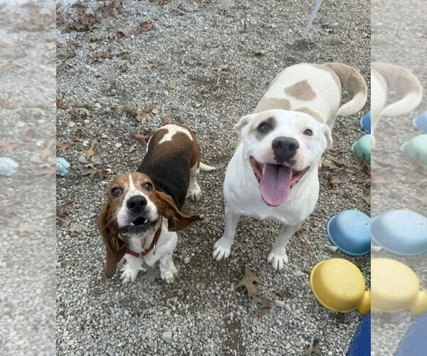 Medium Photo #2 American Pit Bull Terrier-Unknown Mix Puppy For Sale in Oakhurst, NJ, USA