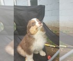 Puppy Puppy #3 Miniature American Shepherd